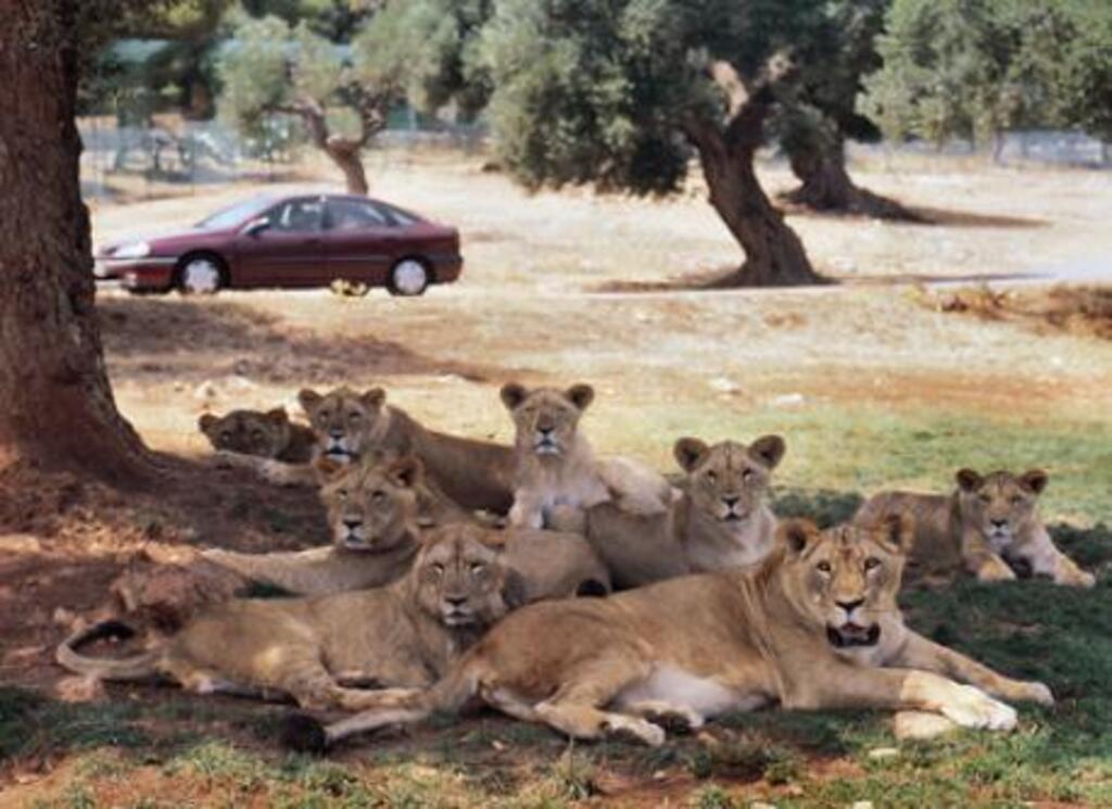 Zoosafari amusement park 40 km