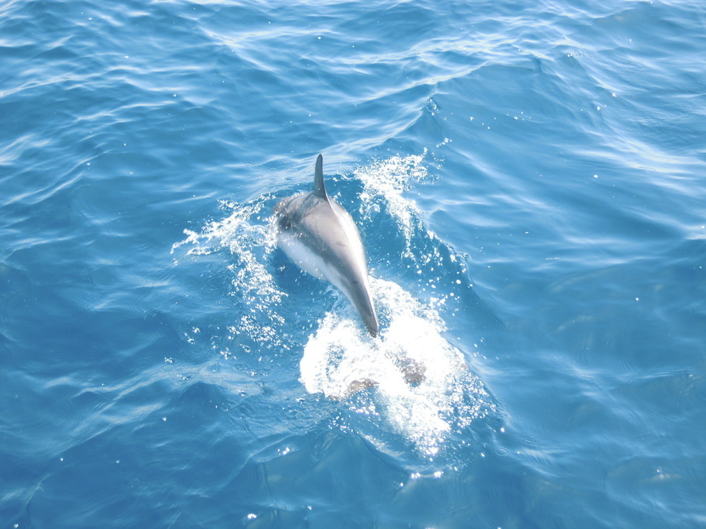 Best to do! Boat trip to see dolphins .
