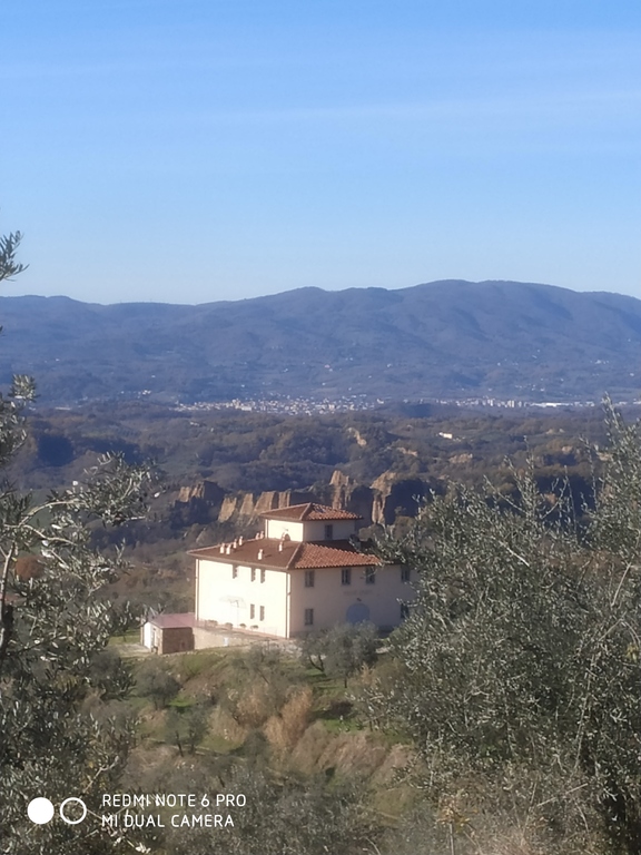 Landscape with olive grove terrace and farmhouse, above Certignano.