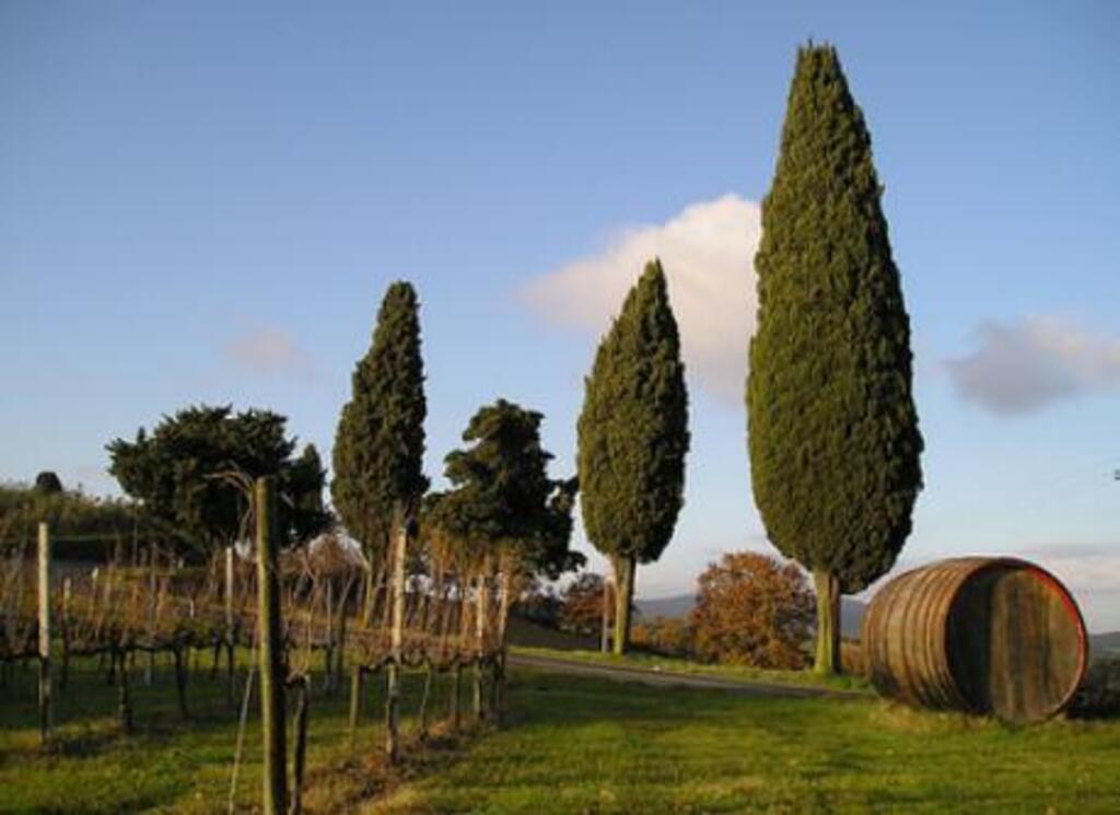 Tuscan cypresses near our home