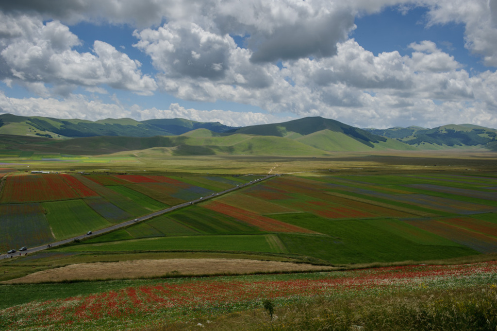  flowers show in July