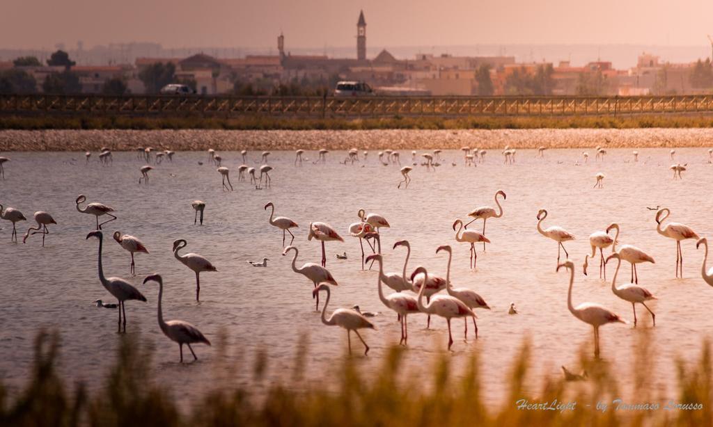 Saline Margherita di Savoia _km 5_ Fenicotteri
