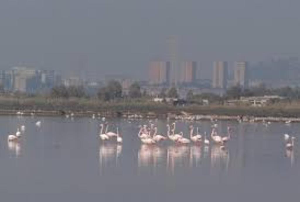 Lo stagno di Molentargius a Quartu S.E.