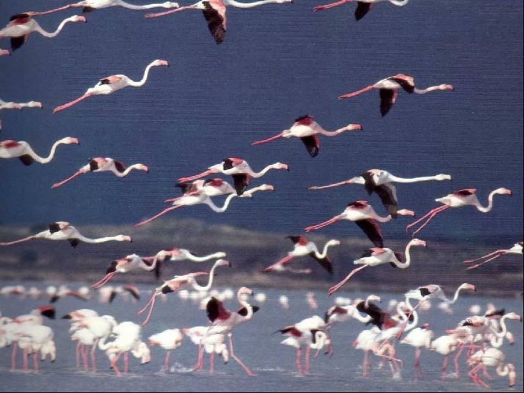 I fenicotteri rosa nello stagno di Molentargius a Quartu Sant'Elena