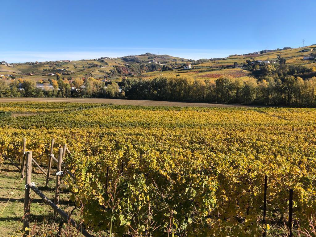 the Vineyards ... Autumn color