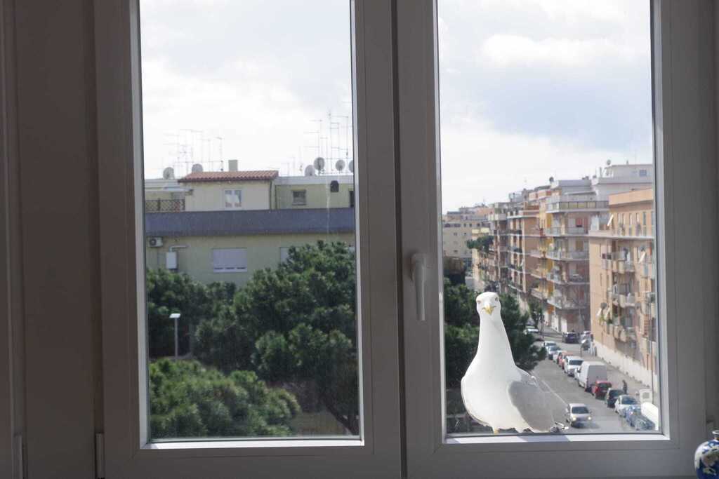 This guy is why I like to call my flat "Seagull House"... 