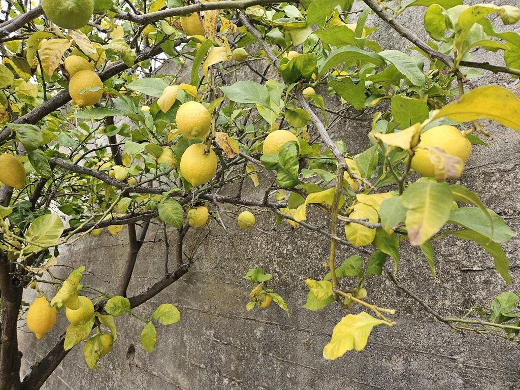 Our limon tree free for you