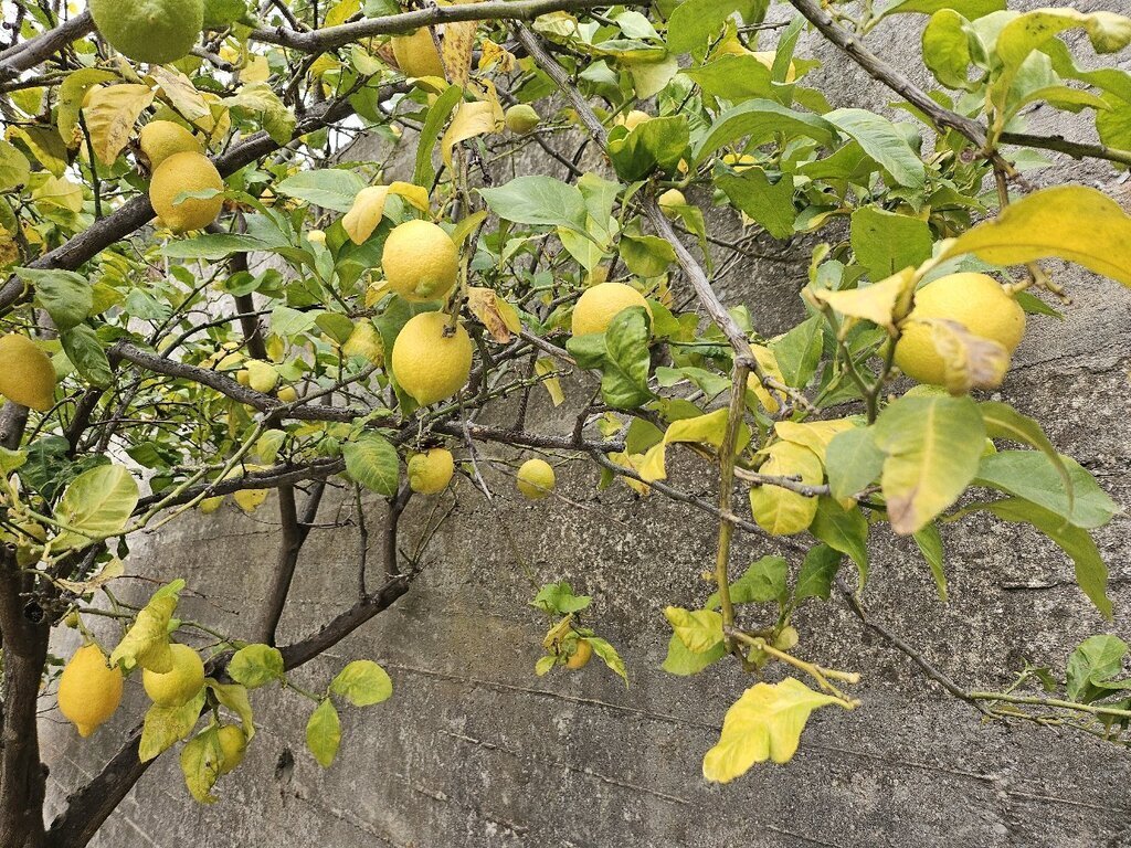 Our limon tree free for you