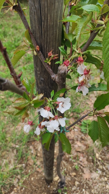 Fioritura