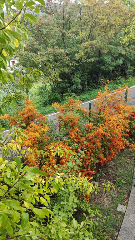 Fioritura siepe