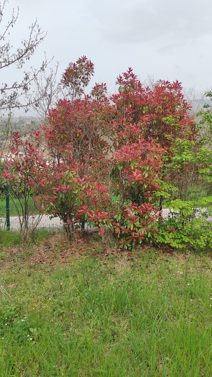 Fioritura siepe