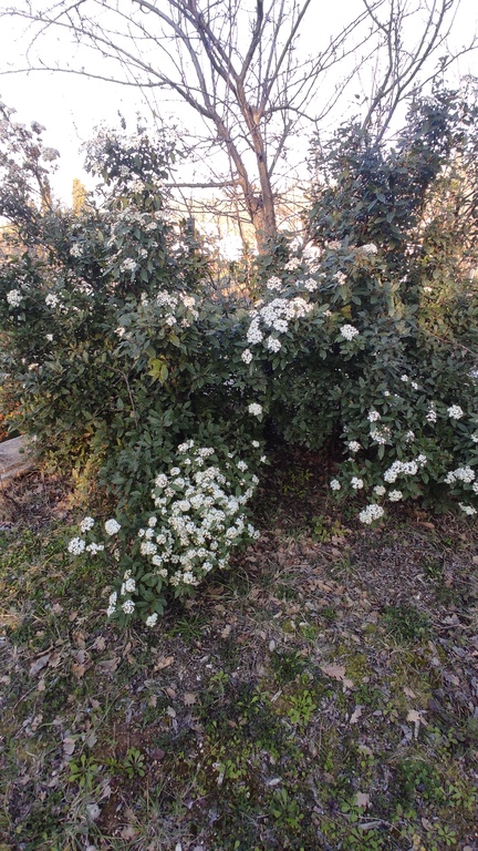 Fioritura siepe