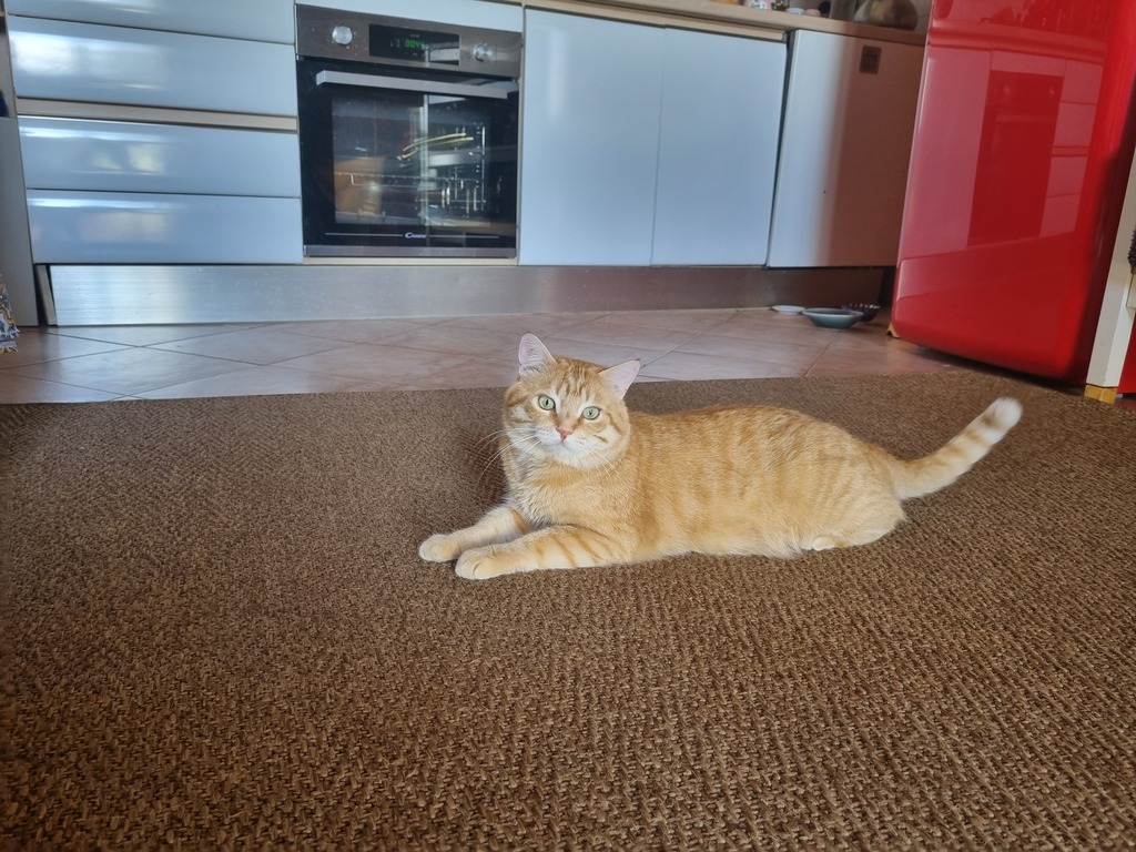 Teo - custode di casa