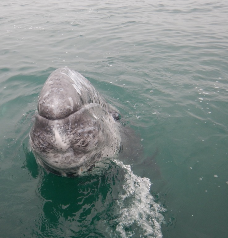 This wild grey whale calf was so friendly, he came to us for pets!