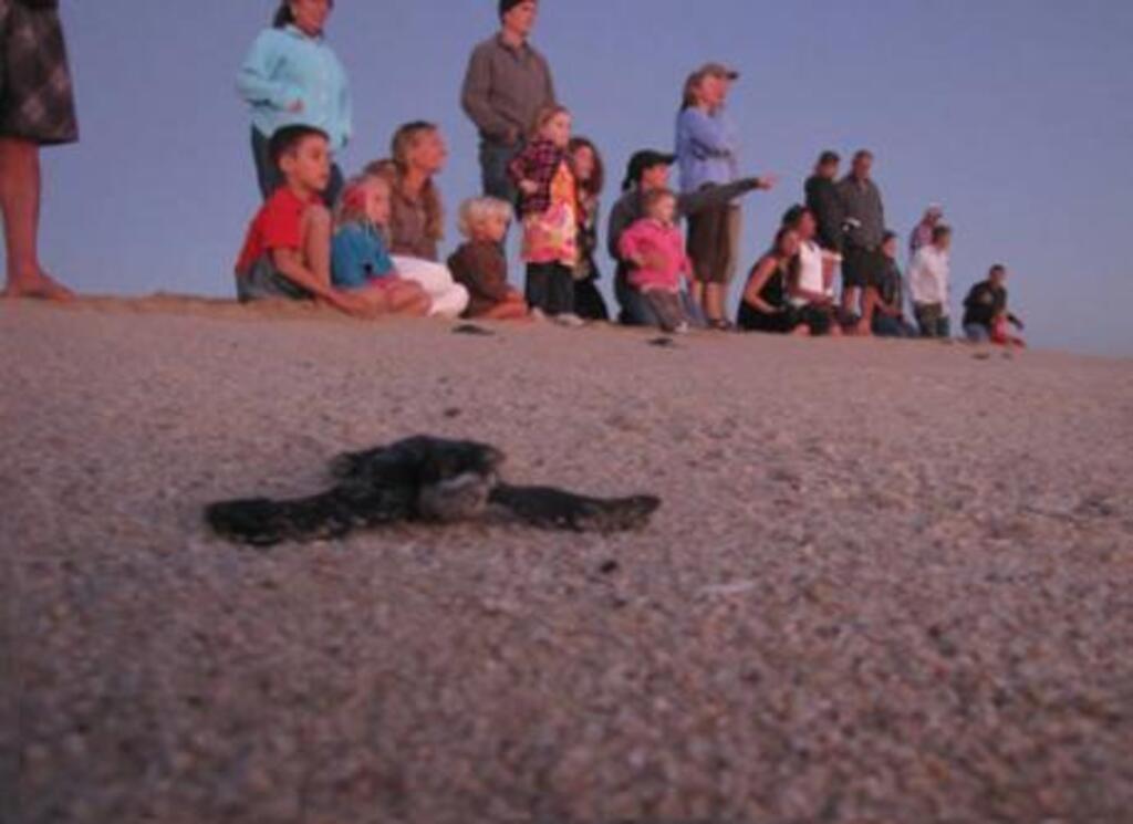 Help save the turtles by helping with hatchling releases.