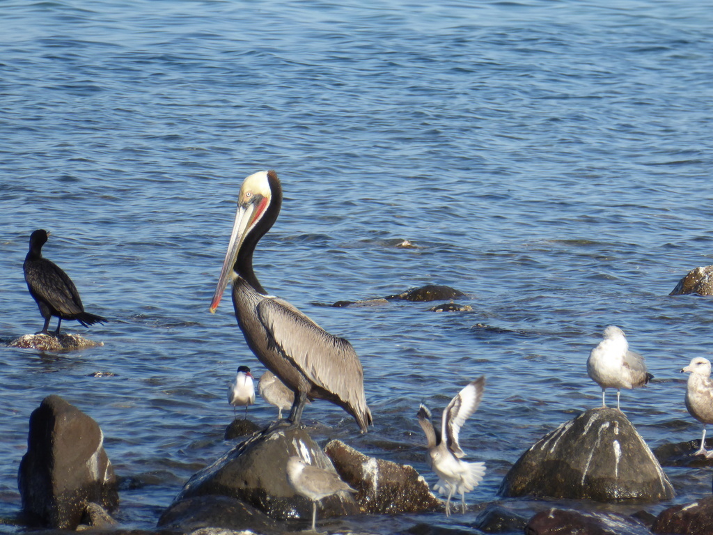 Bird watching is incredible!