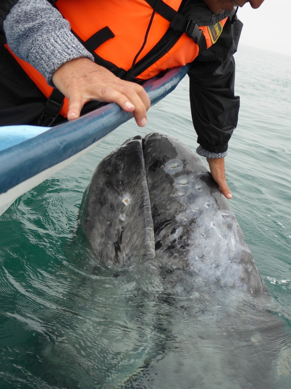 Pet a wild grey whale calf, if you are lucky!