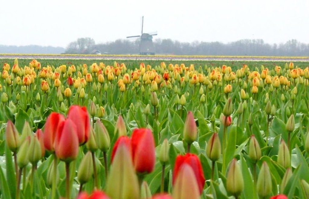 "tulipes from Holland" in spring.