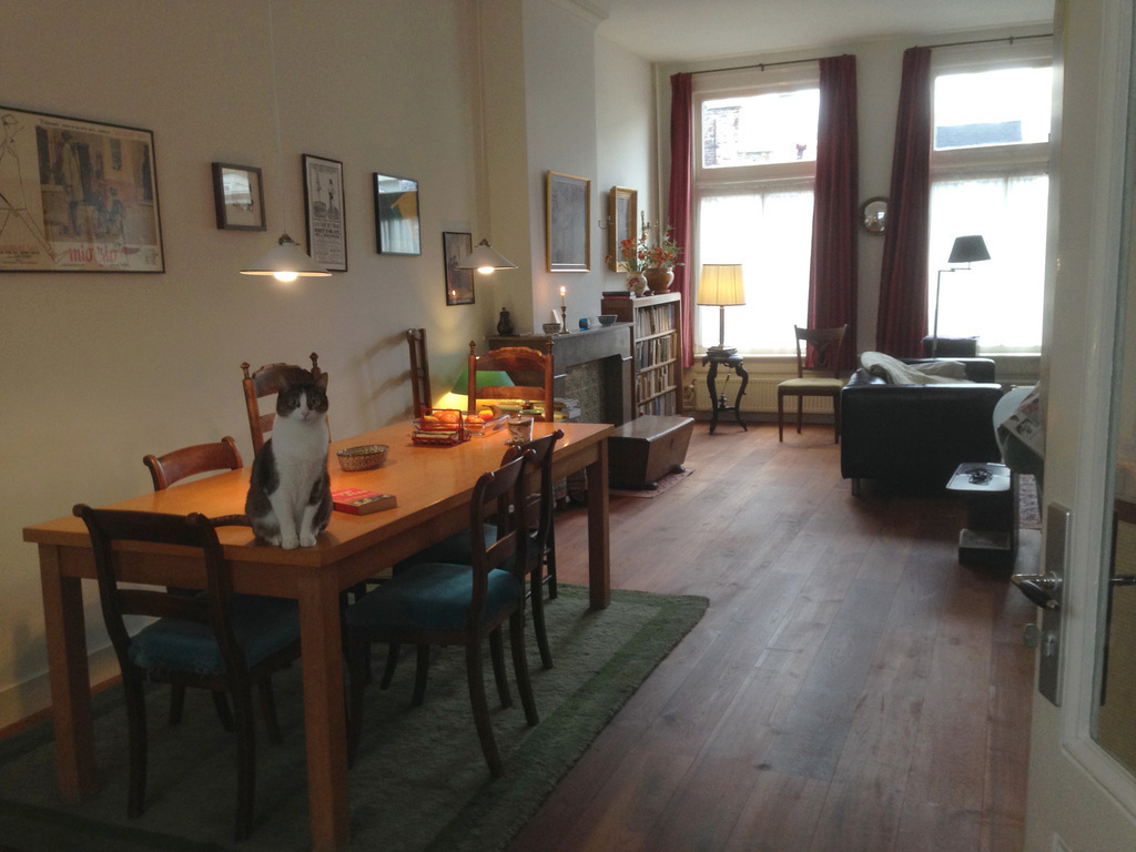 Living room with cat