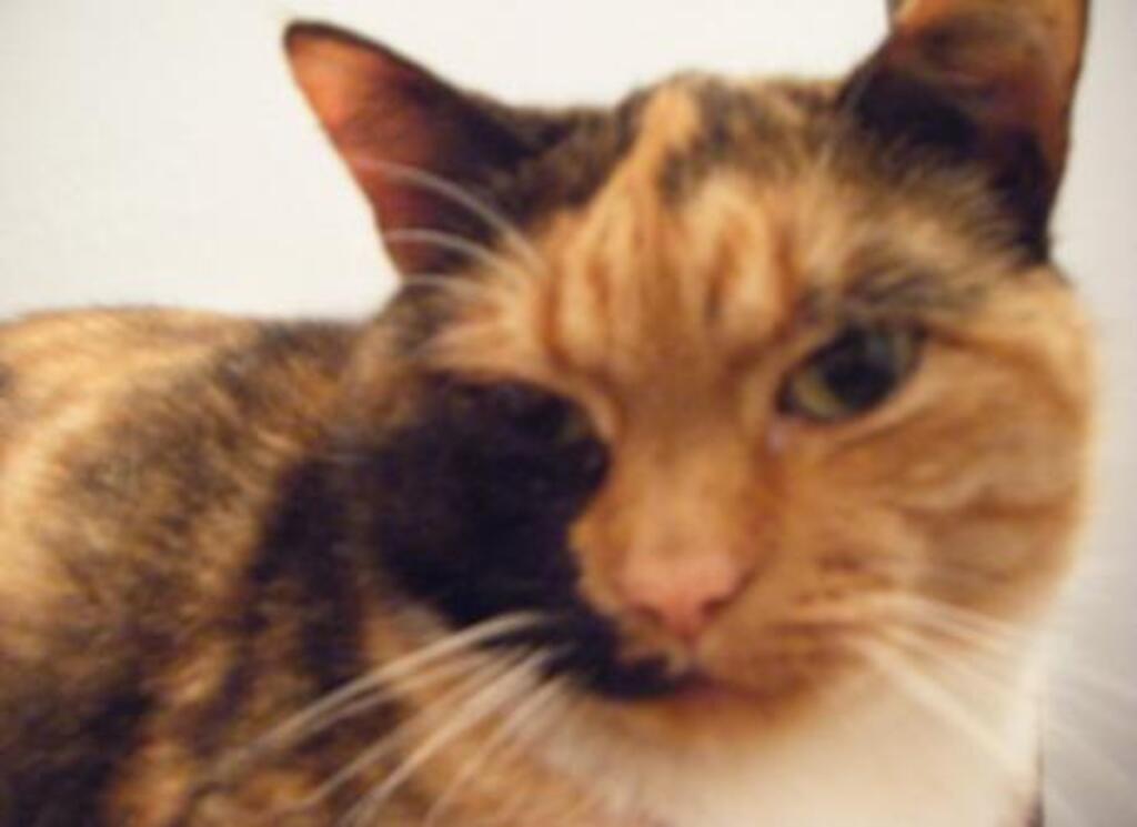 this is Dushi...she died last year at the age of 20