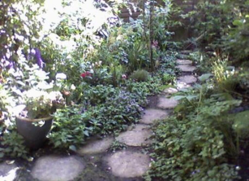 garden in the summer