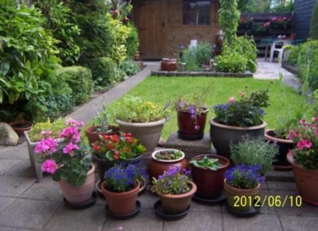 A garden surrounded by a hedge and trees