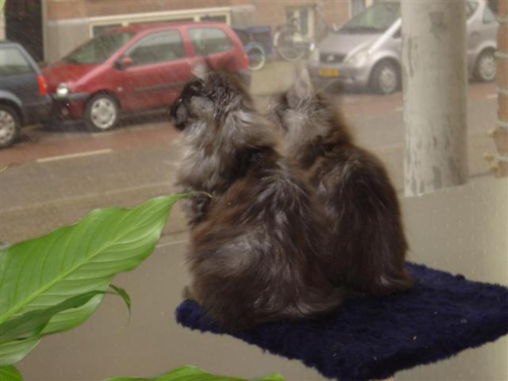 our two cats looking through the window at the front of the house