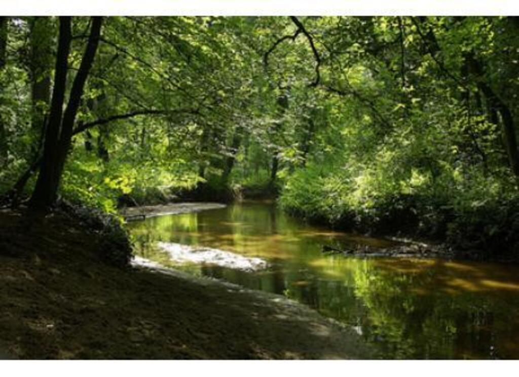 "Beek en Delle", wood with water mill