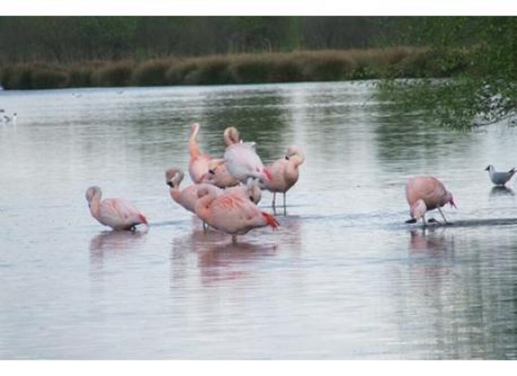 natural area Zwillbrock with flamingoes