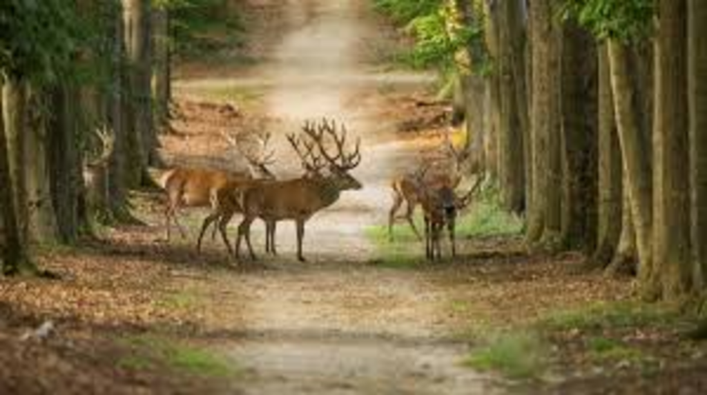 Veluwe