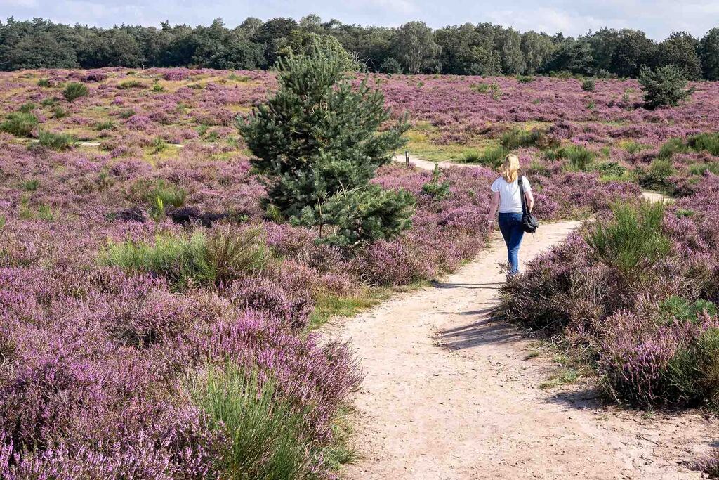 Veluwe heath