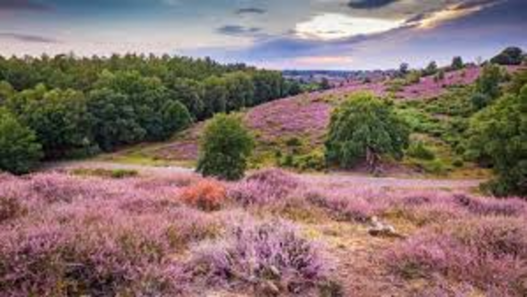 Veluwe