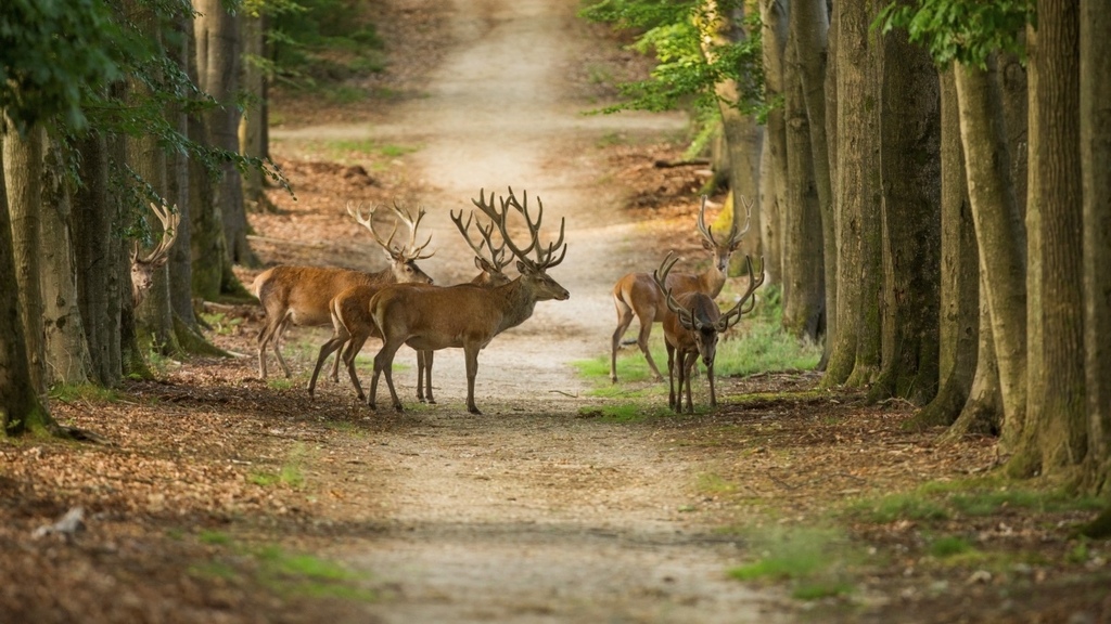 Veluwe red deer