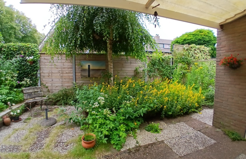 Back yard as seen from the kitchen door