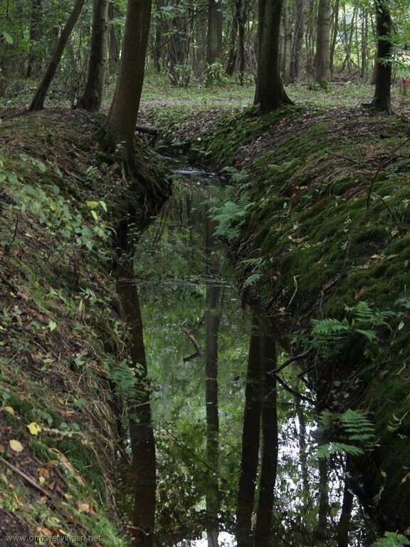 The old Mildenburg woods (5 km)