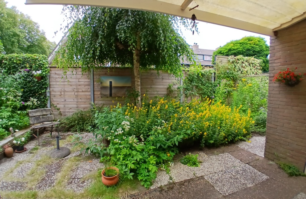 Back yard as seen from the kitchen door