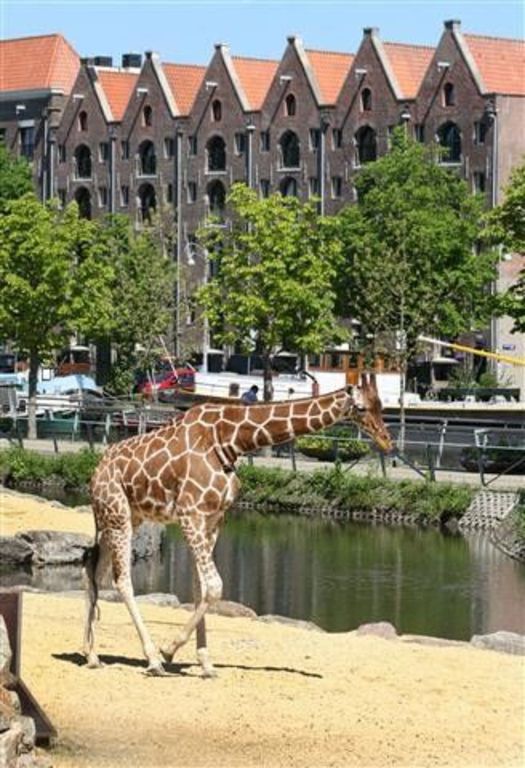Amsterdam Zoo, Artis, a ten minutes walk.
