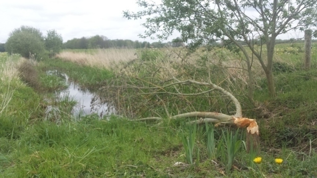 Go hiking near Gasselternijveen and you might spot a beaver!