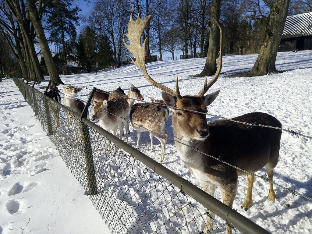 Deer park in Gasselte