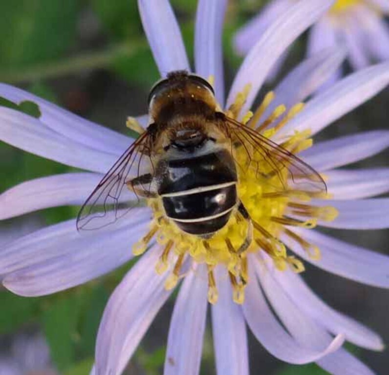 visitor in our garden