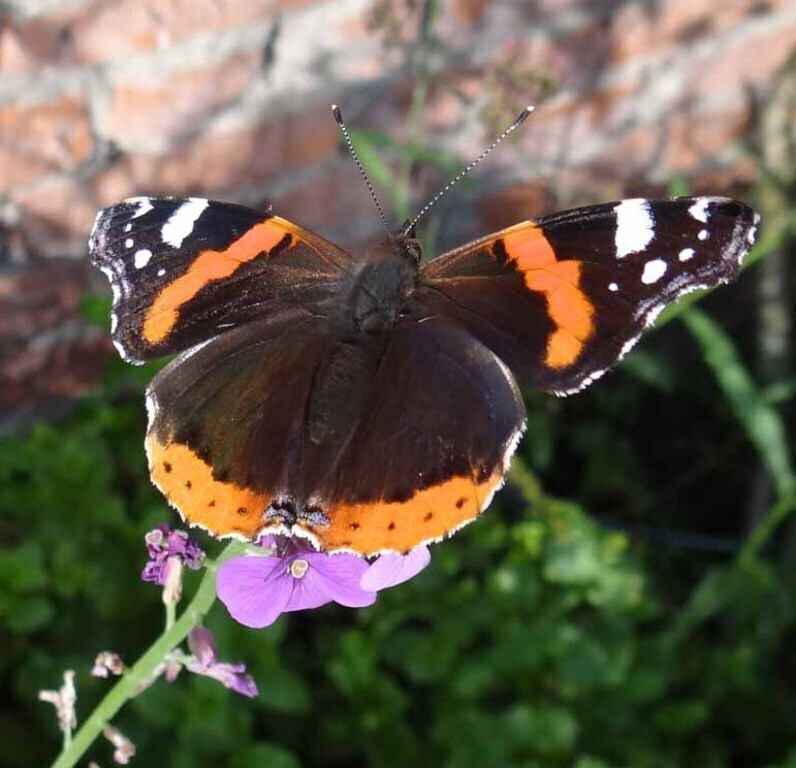 visitor in our garden
