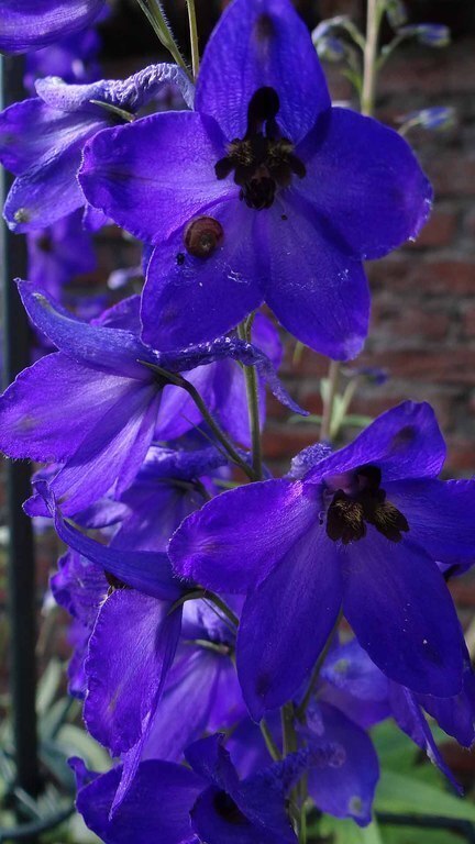 visitor in our garden