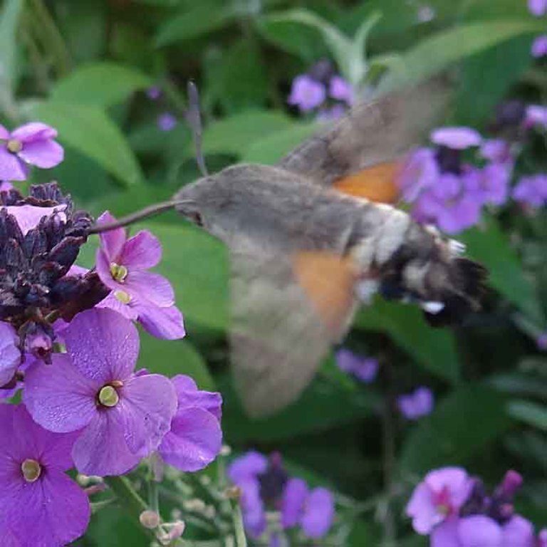 visitor in our garden