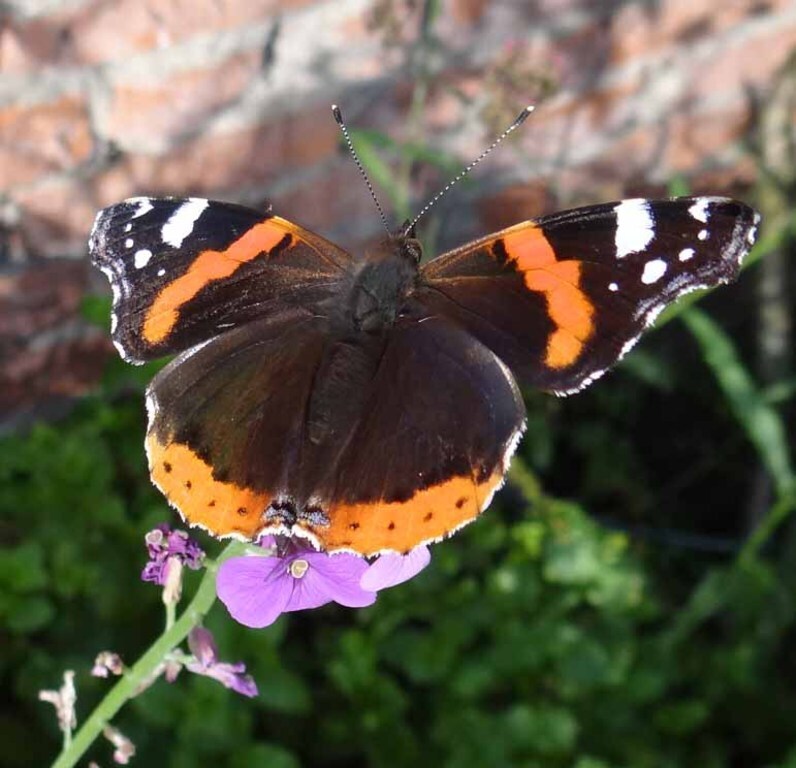 visitor in our garden