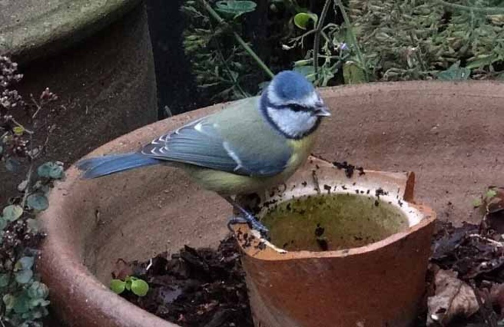 visitor in our garden