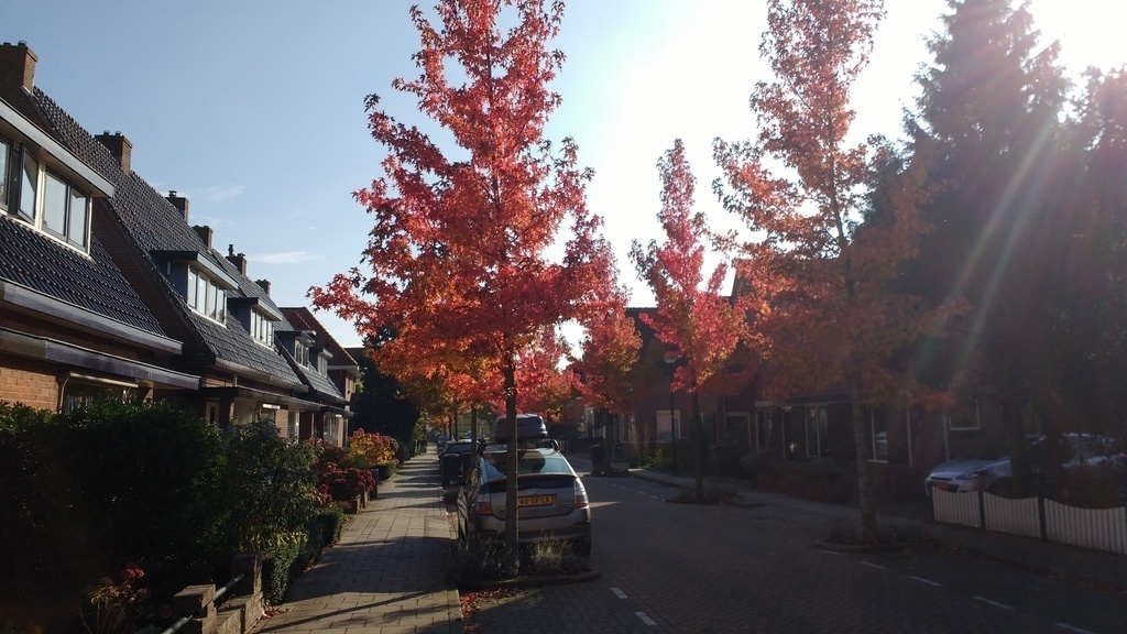 "Our"street in wonderfull fall colours...