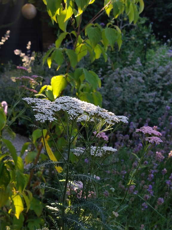 Our garden