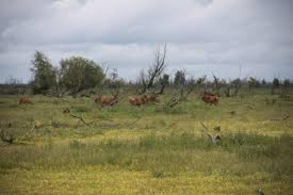 oostvaardersplassen area