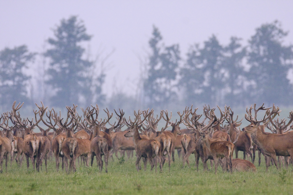 Nature of 'Oostvaardersplassen'