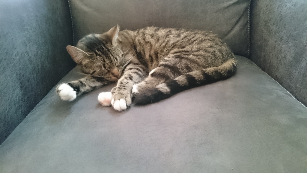 Knuffie one of the cats